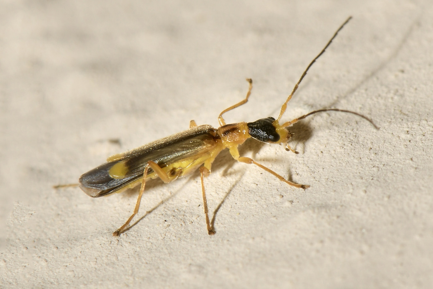 Cantharidae: Malthinus deceptor